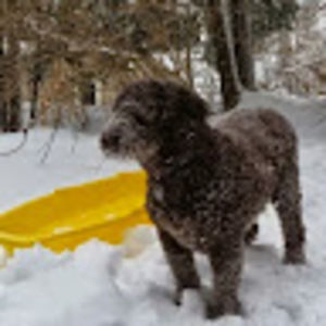 Meet your Posher, Lisa